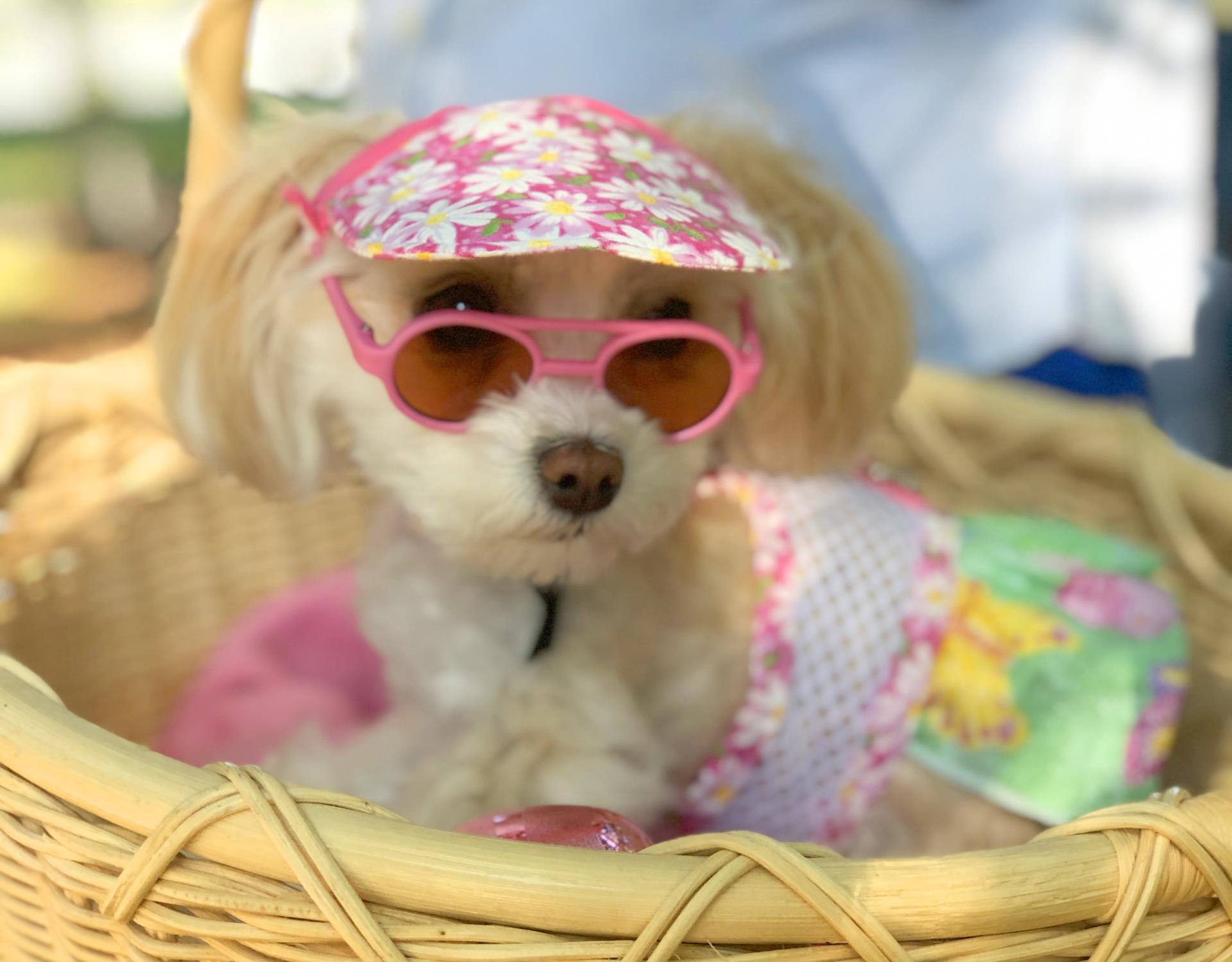 Small dog dressed up with hat and sunglasses in a wicker basket